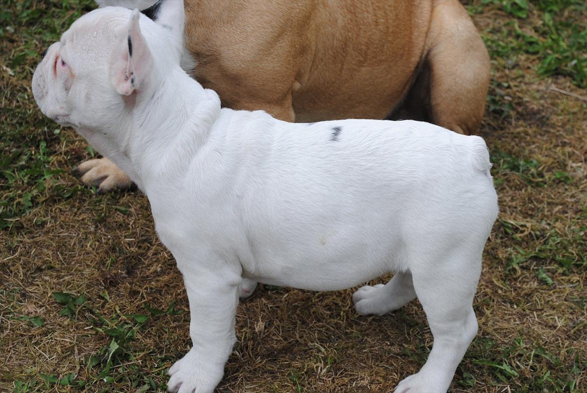 Fransk bulldog Marie billede 5