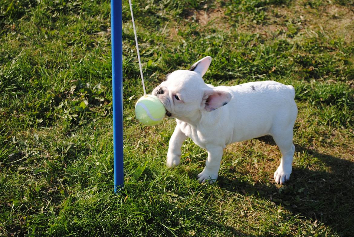 Fransk bulldog Marie billede 6