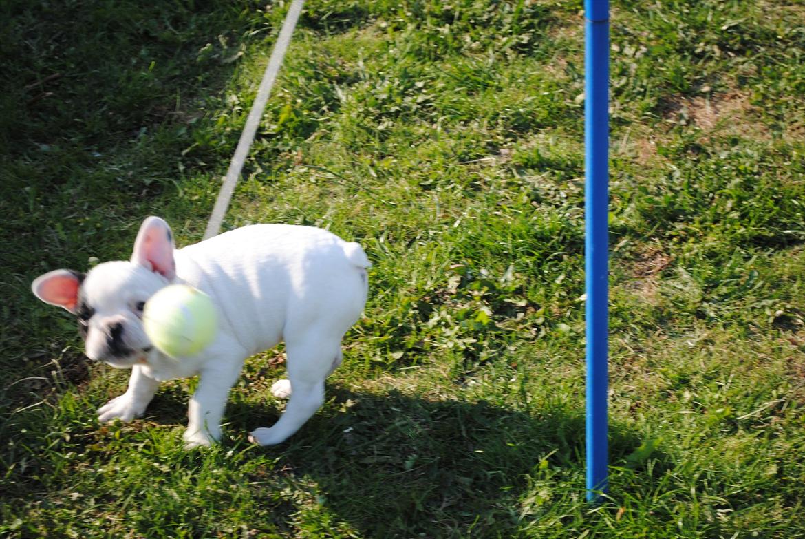 Fransk bulldog Marie billede 7