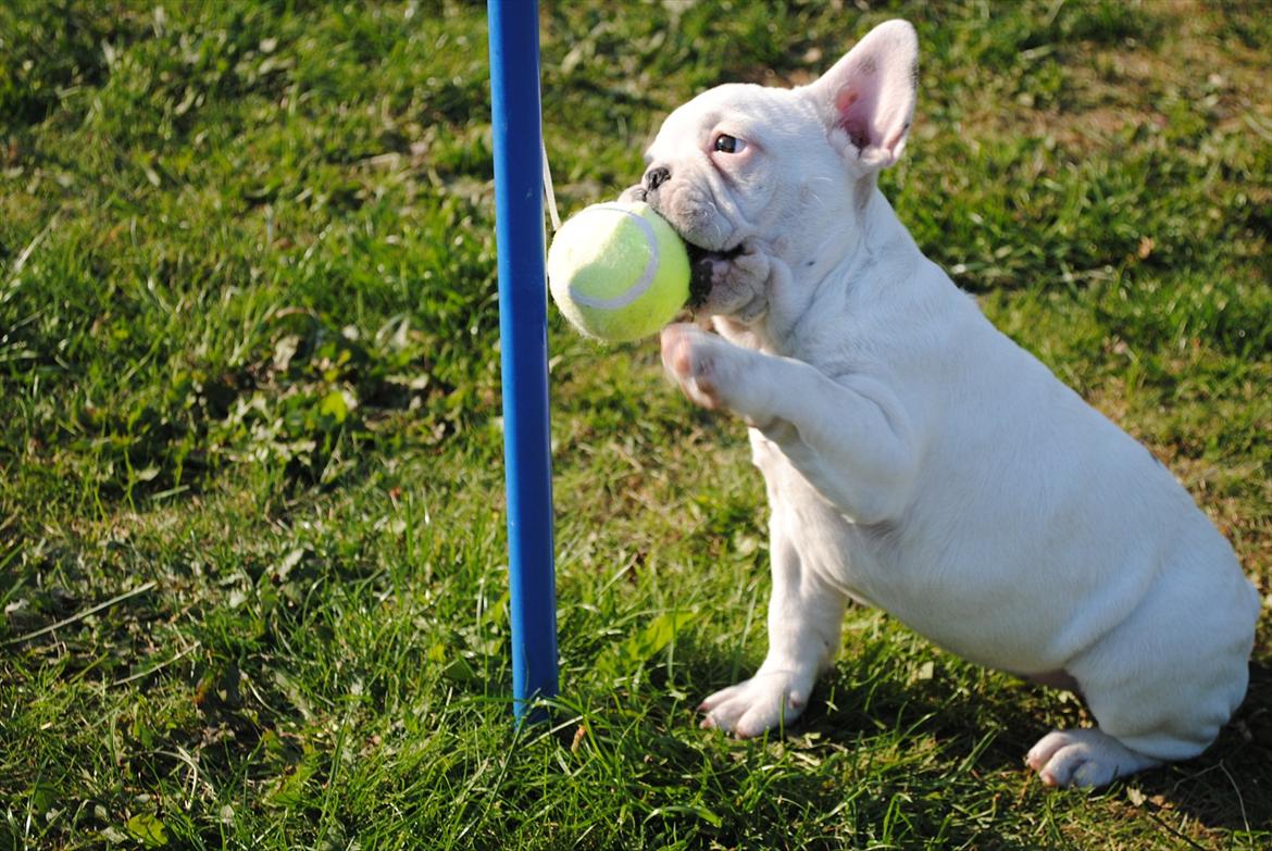 Fransk bulldog Marie - Marie billede 1