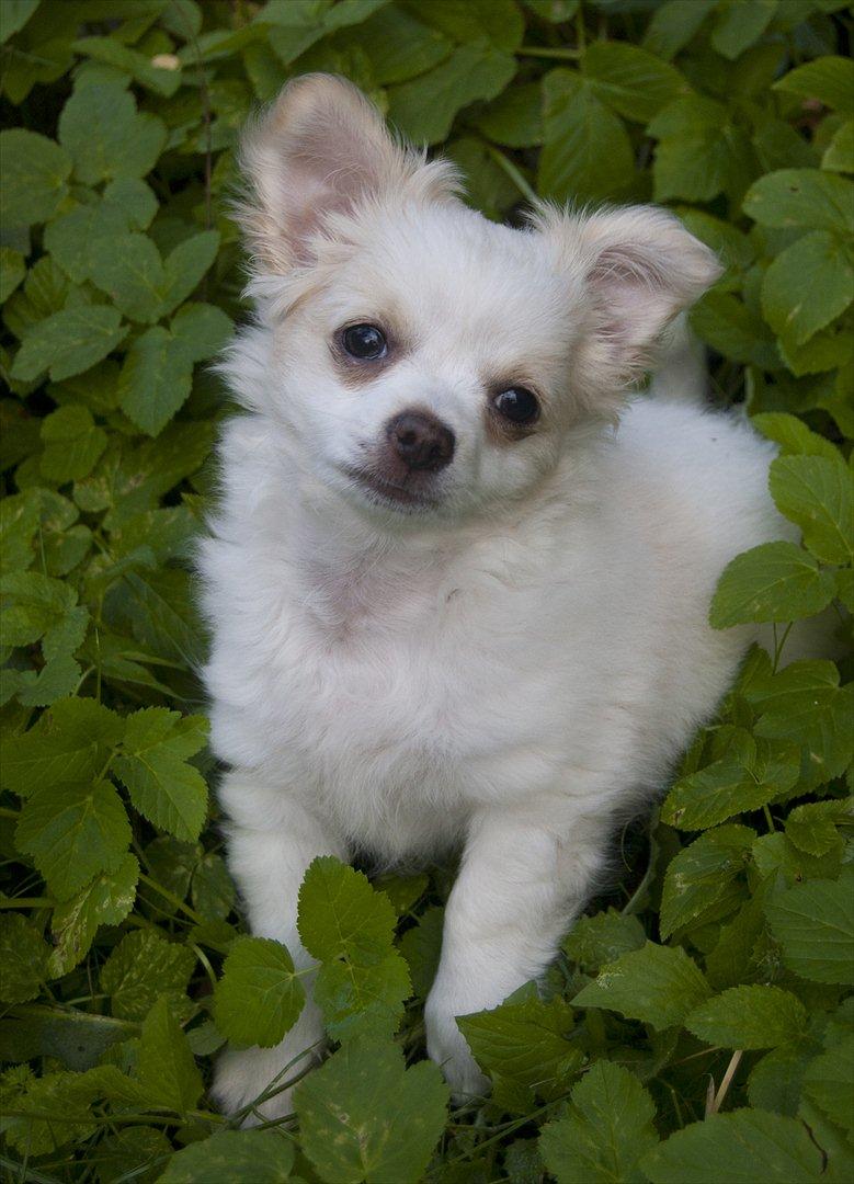 Chihuahua Luffe billede 11