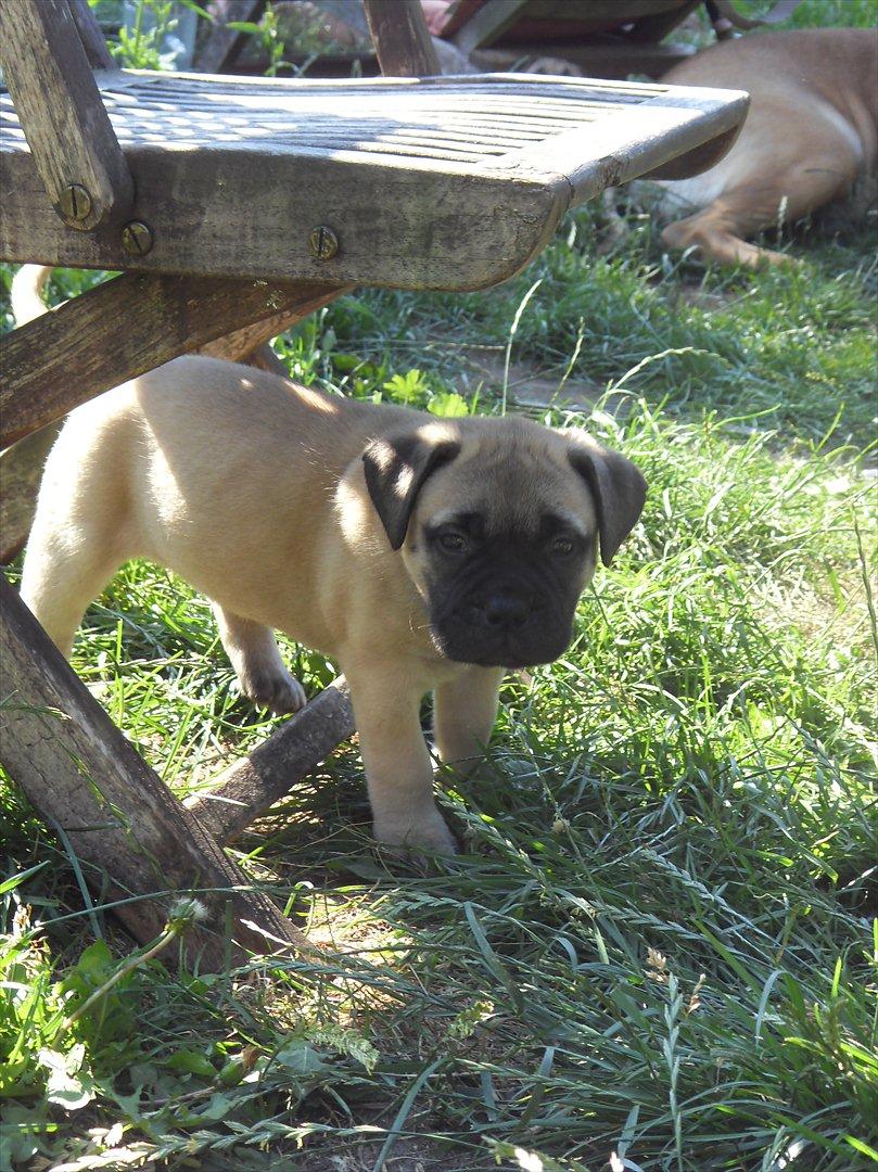 Bullmastiff Edda - Mig på eventyr i den store verden, 5 uger gammel. billede 9