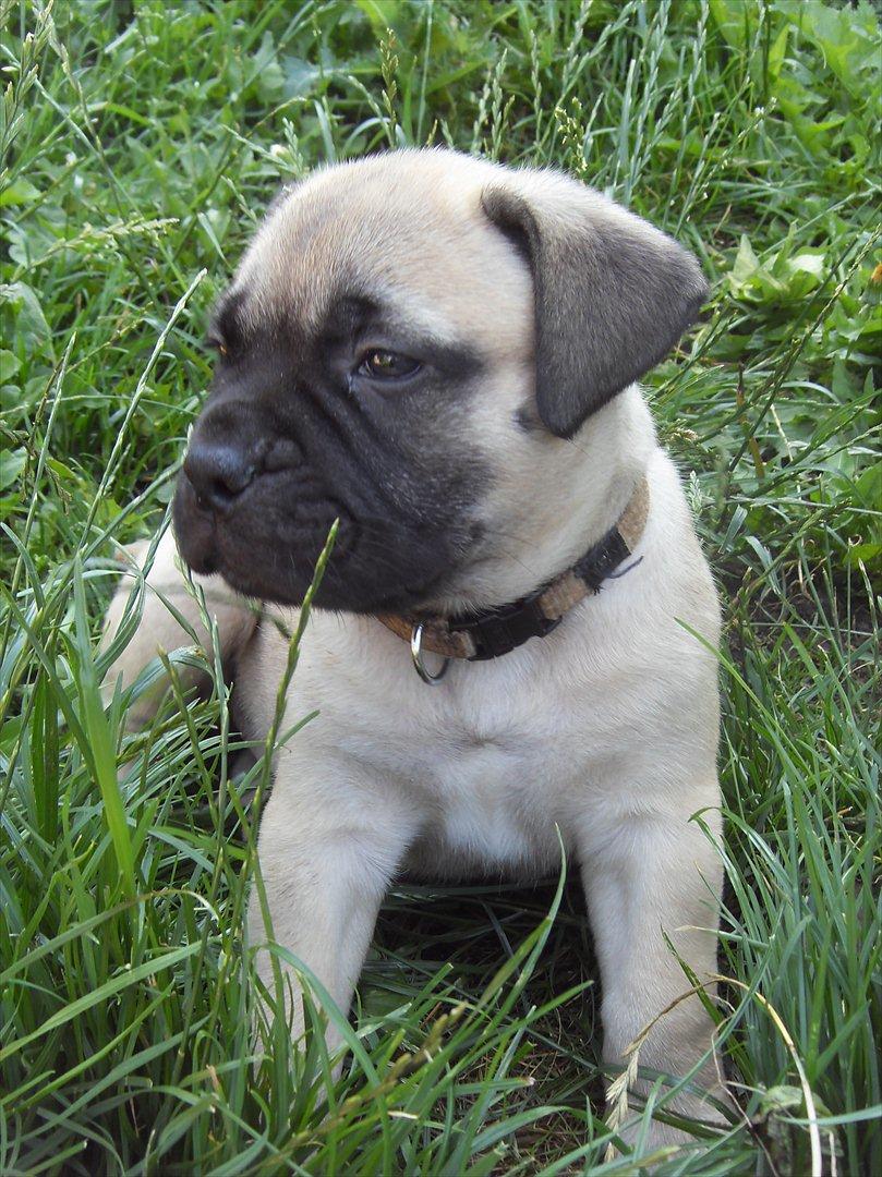 Bullmastiff Edda - Mig i haven, 5 uger gammel. billede 11