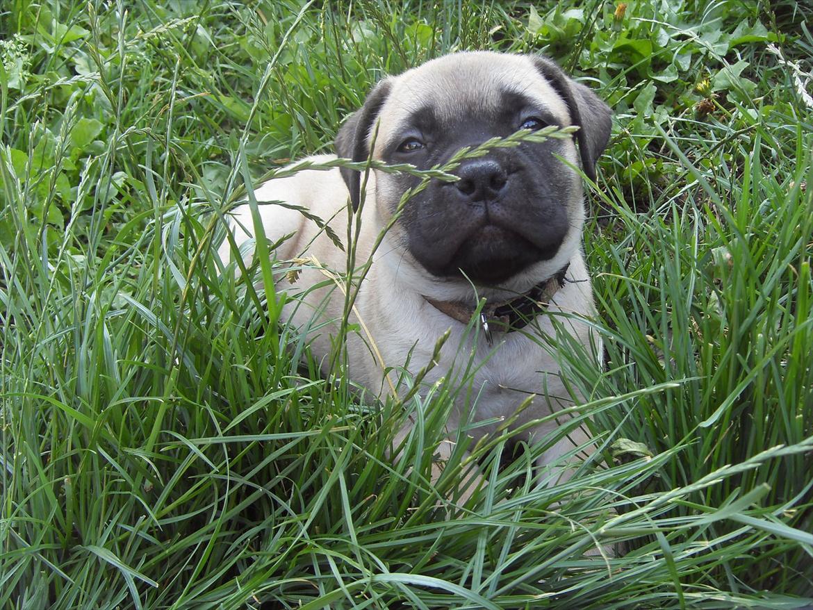 Bullmastiff Edda - Mig i haven, 5 uger gammel. billede 12
