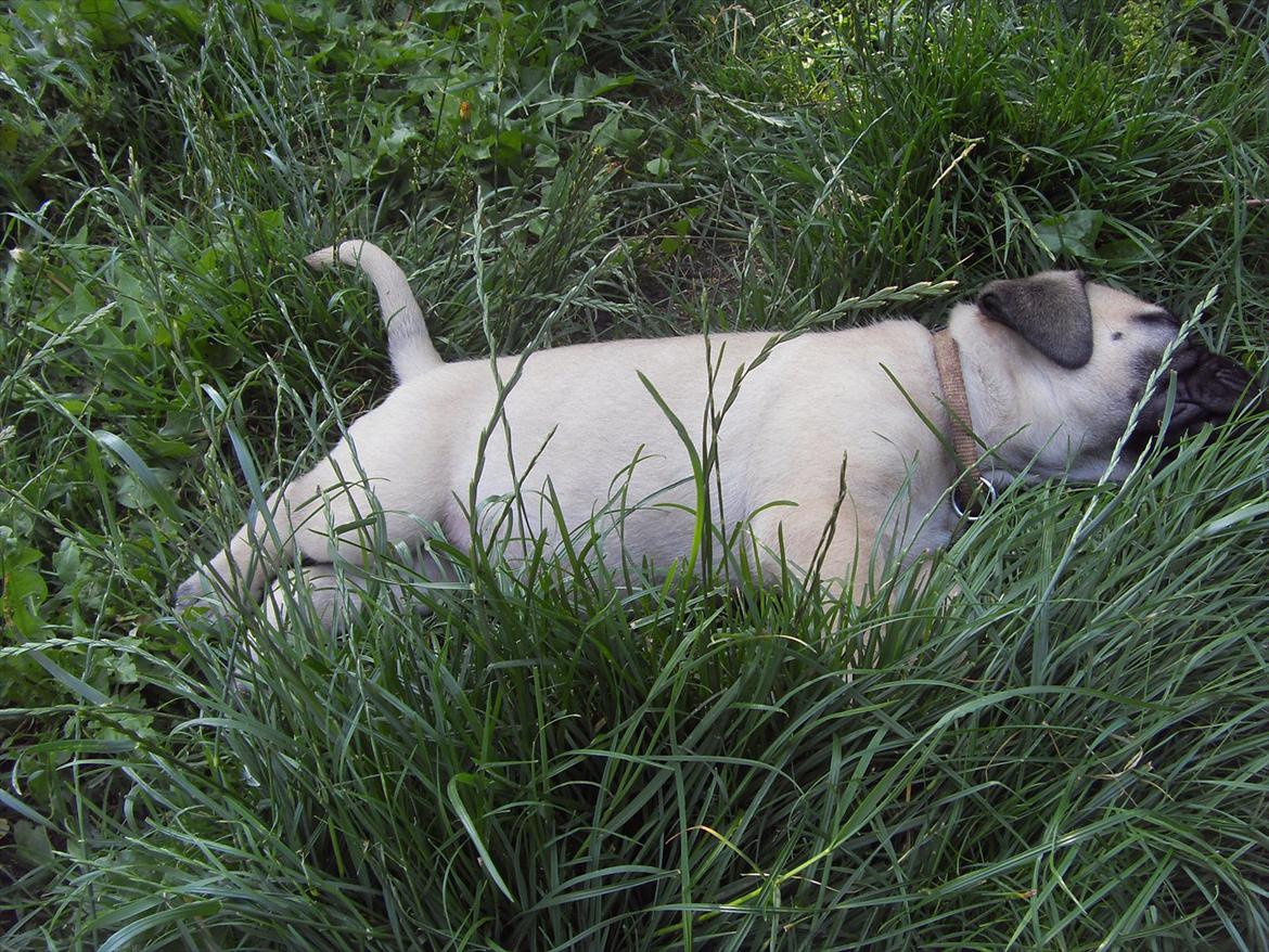 Bullmastiff Edda - Mig der tagen en lur i haven, 5 uger gammel. billede 14
