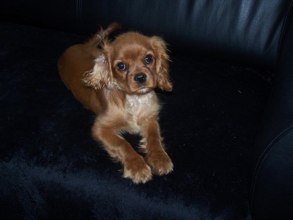 Cavalier king charles spaniel Kongo billede 11