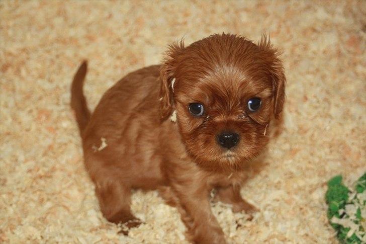 Cavalier king charles spaniel Kongo billede 2