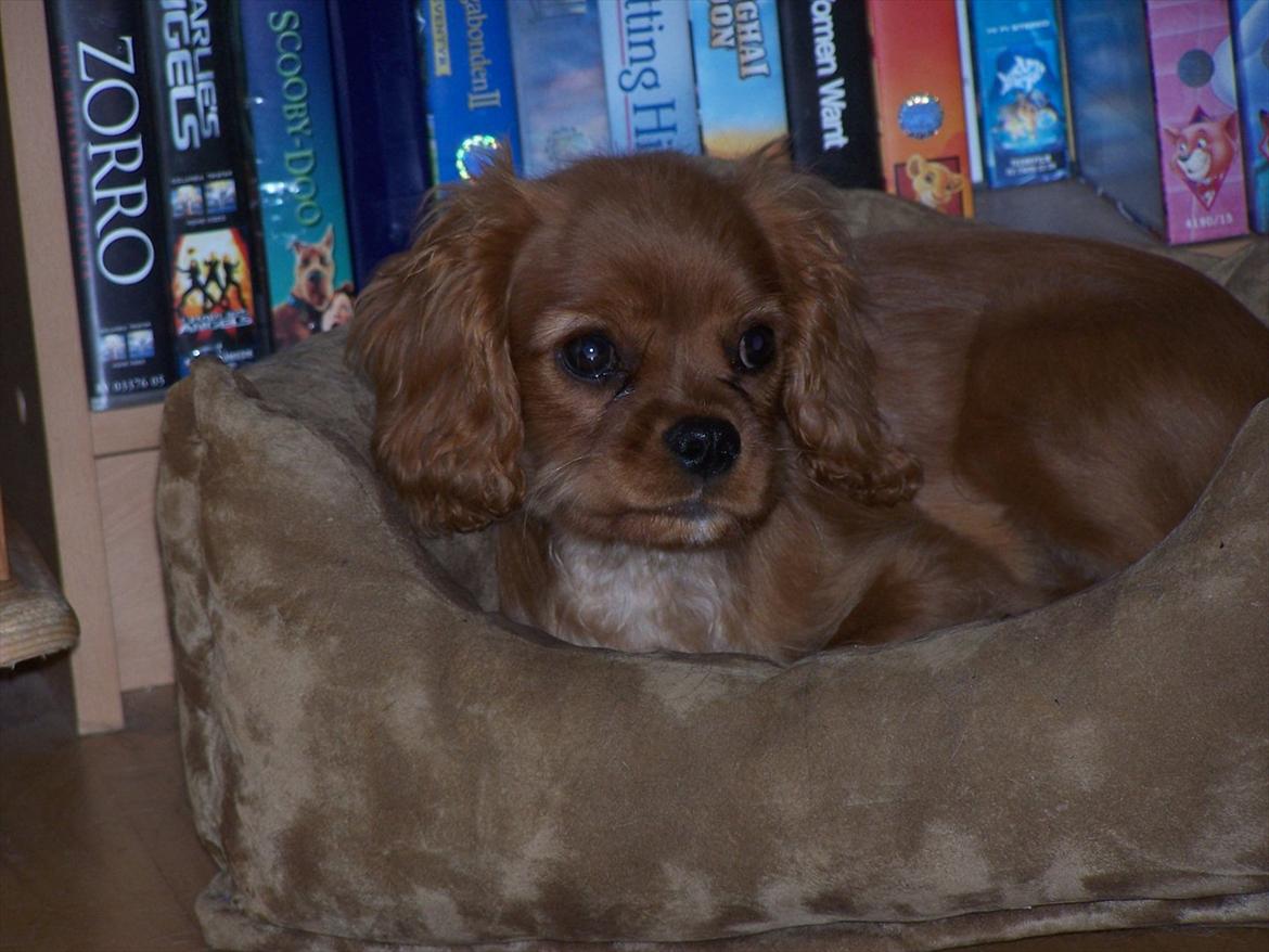 Cavalier king charles spaniel Kongo billede 6