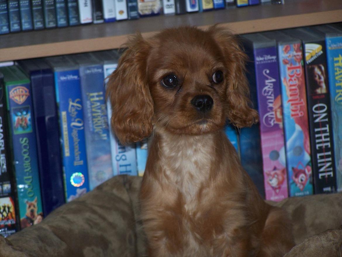 Cavalier king charles spaniel Kongo billede 7