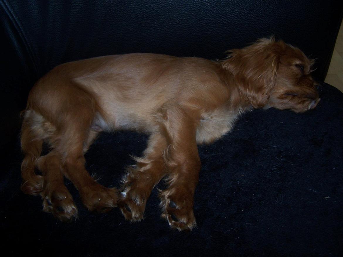 Cavalier king charles spaniel Kongo billede 8