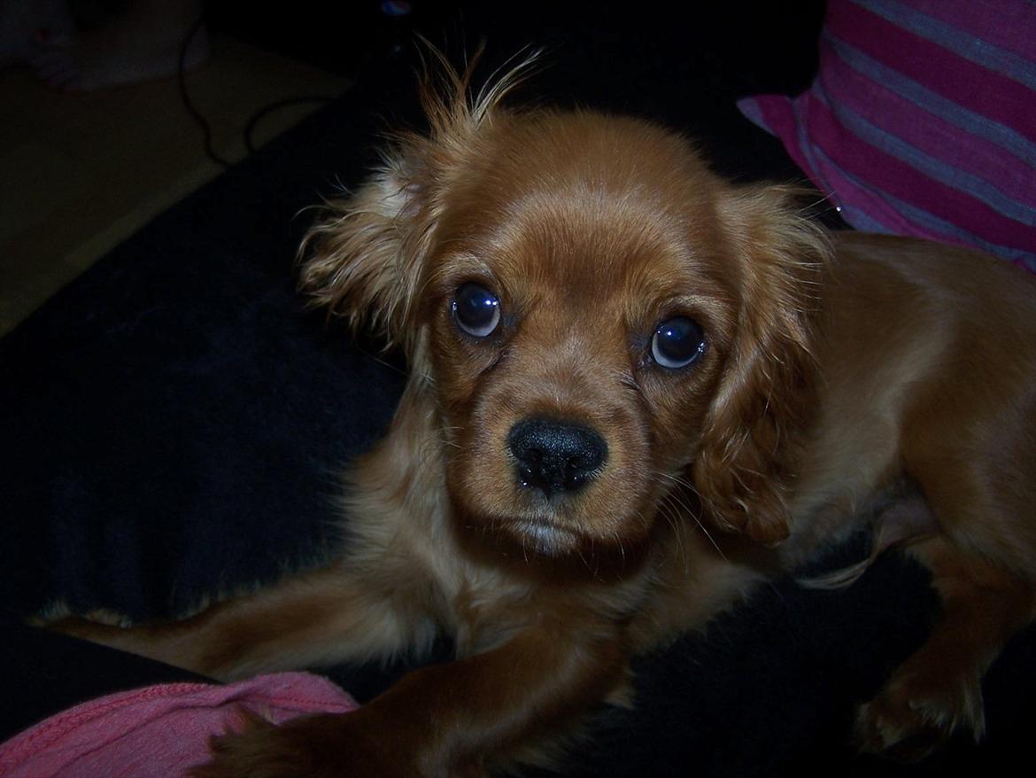 Cavalier king charles spaniel Kongo billede 9
