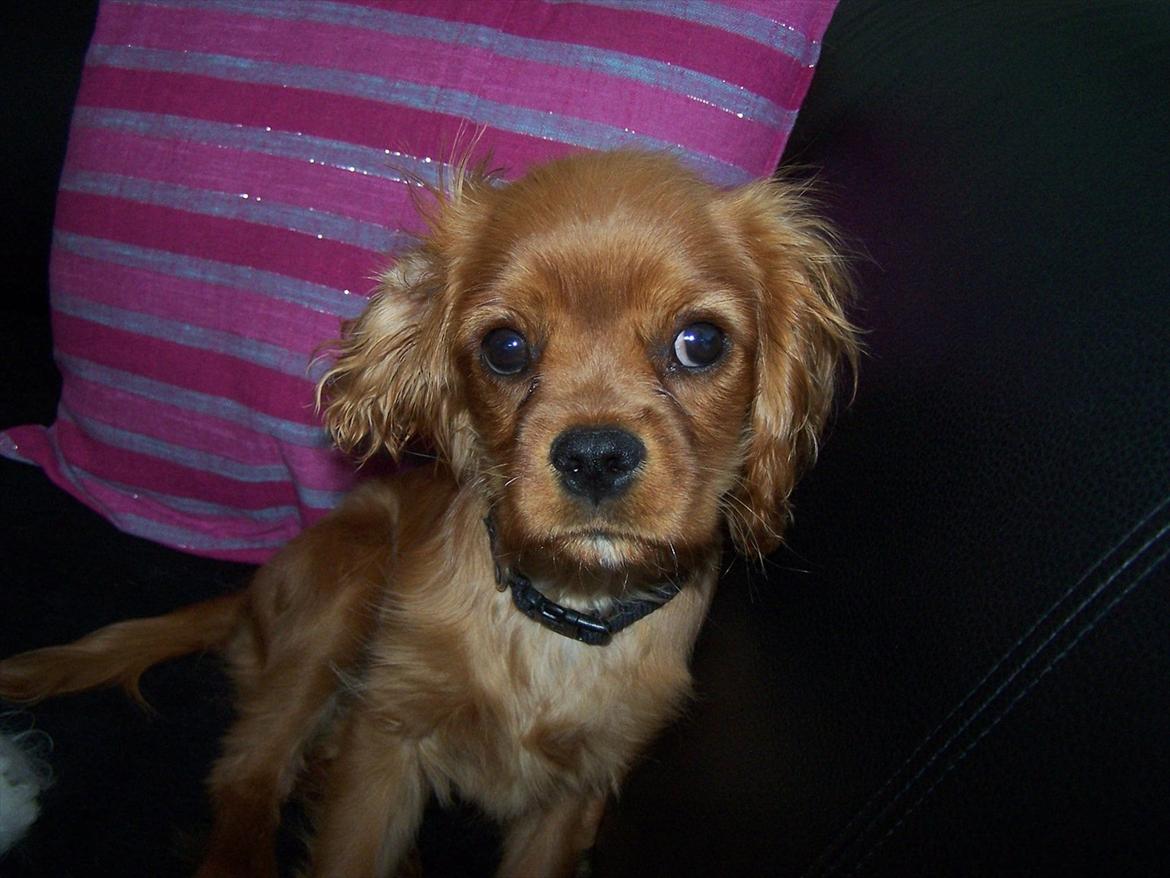 Cavalier king charles spaniel Kongo billede 10