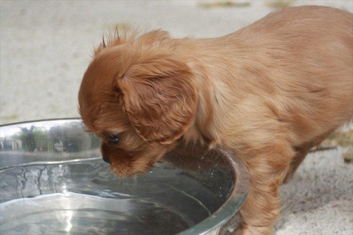 Cavalier king charles spaniel Kongo billede 3