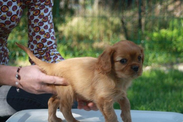 Cavalier king charles spaniel Kongo billede 4