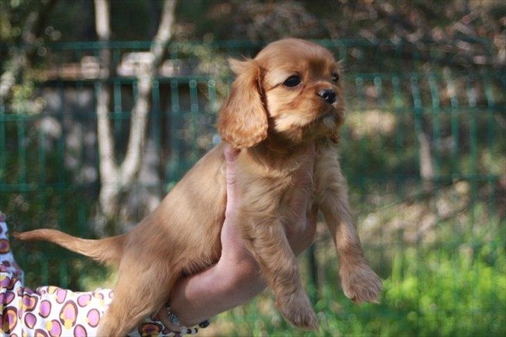 Cavalier king charles spaniel Kongo billede 5