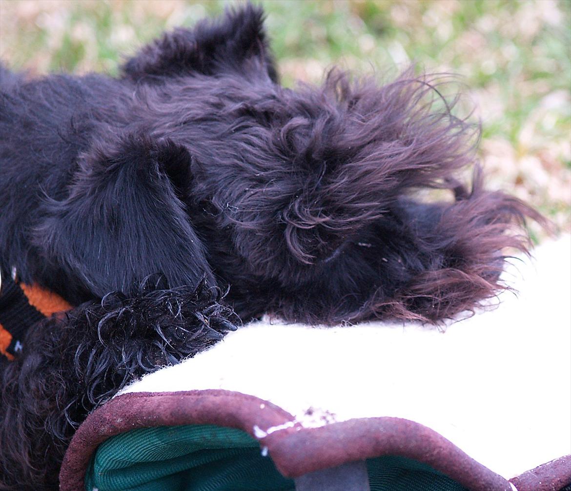 Dvaergschnauzer Sváva's Galaxy - Thriffyn billede 15