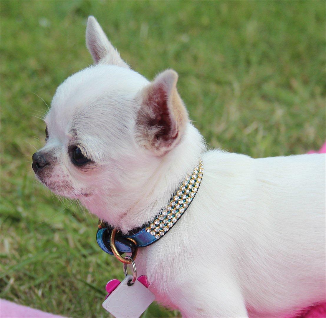 Chihuahua Jolina from paradise billede 1