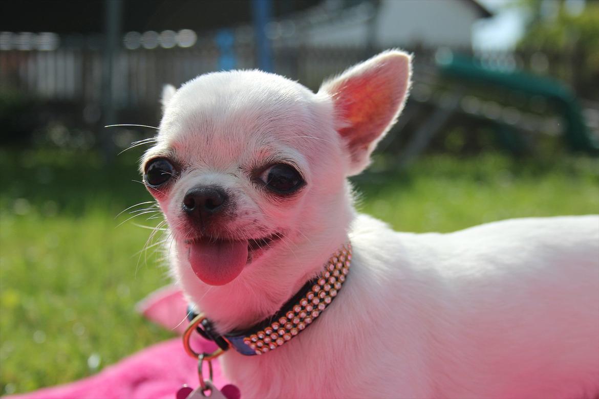 Chihuahua Jolina from paradise billede 2