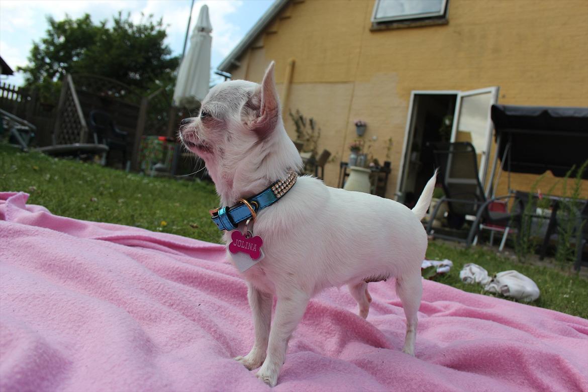 Chihuahua Jolina from paradise billede 4