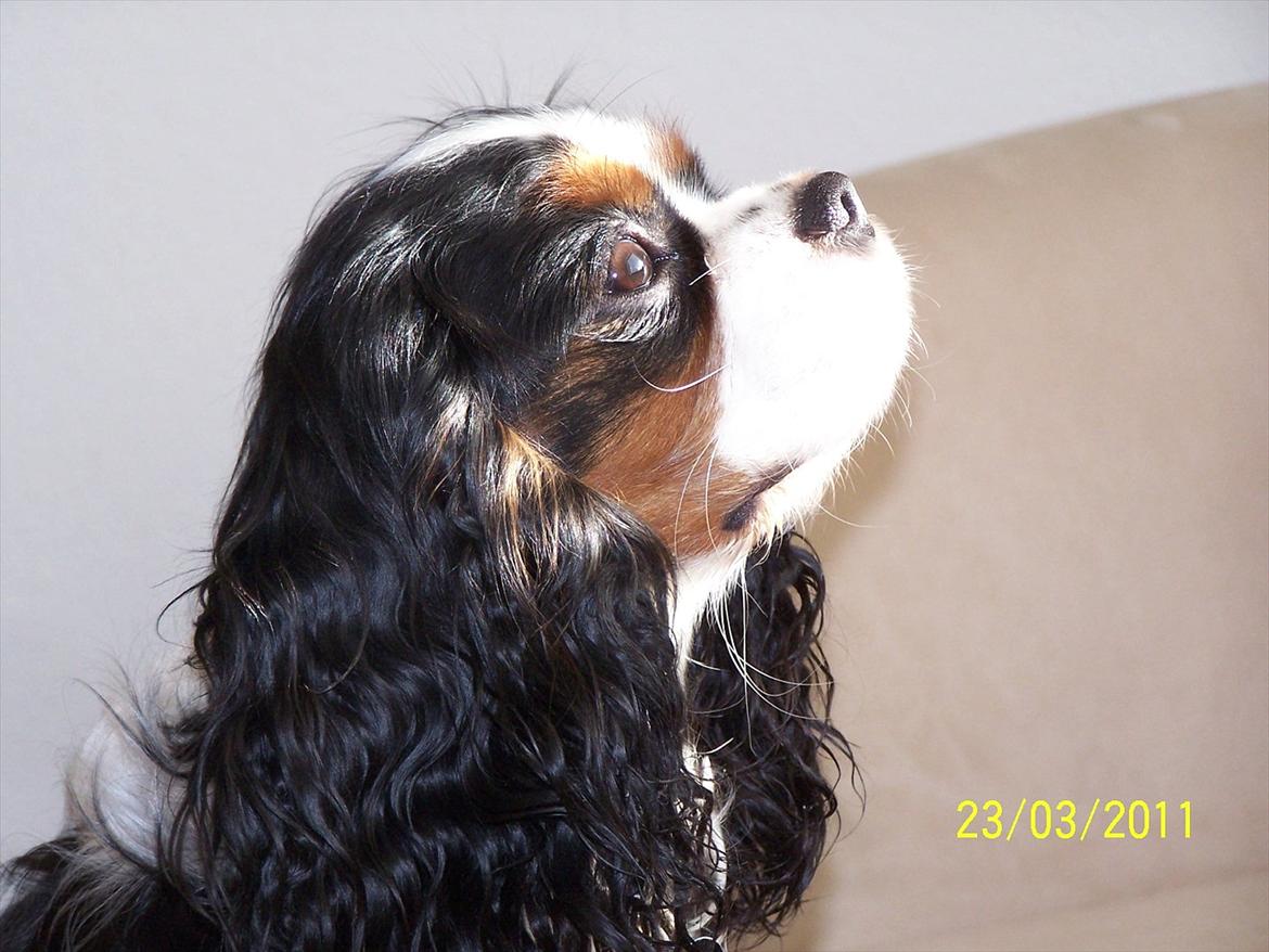 Cavalier king charles spaniel Hubert billede 14