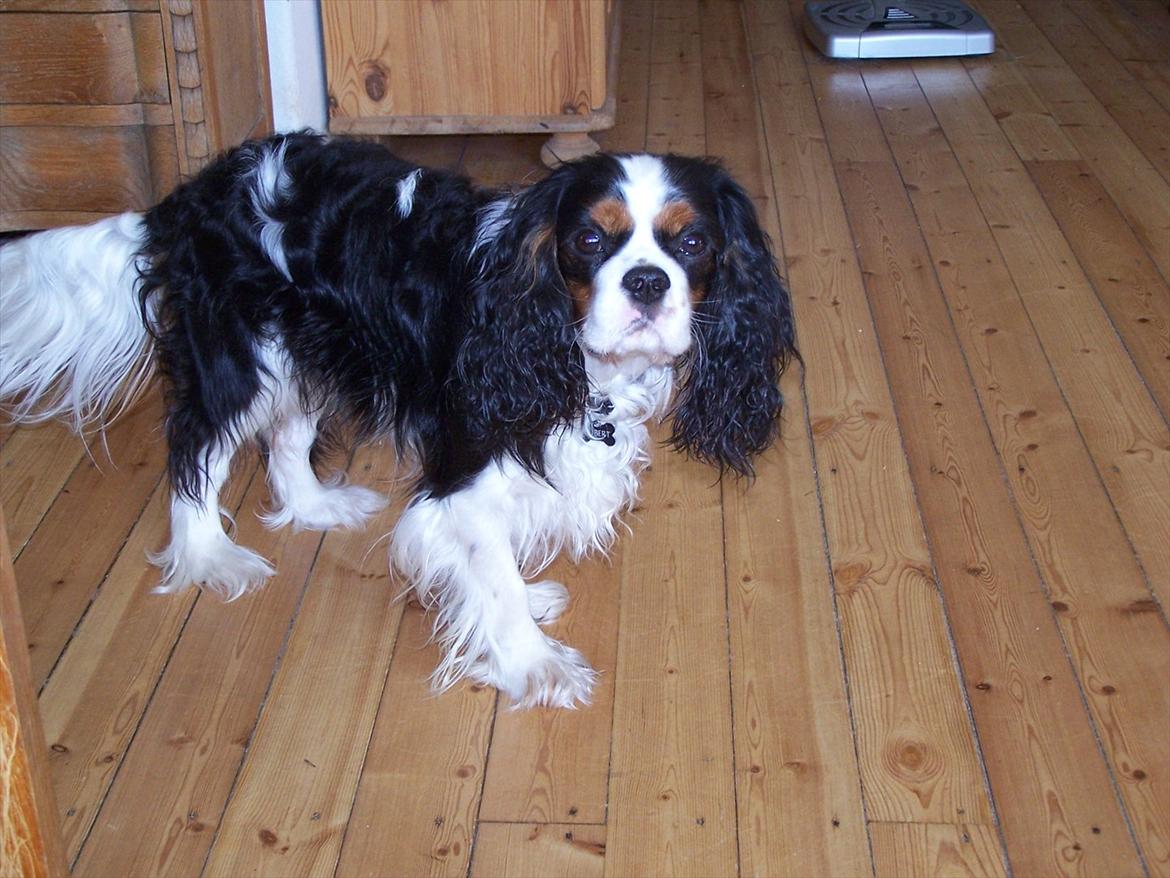 Cavalier king charles spaniel Hubert billede 15