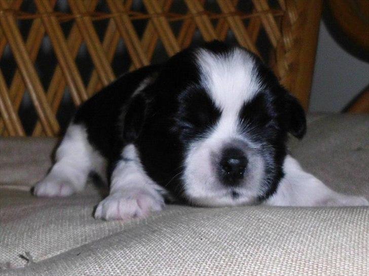 Shih tzu Flindt´s Born To Beauty (Bumle) - Her er jeg 12 dage gammel :) billede 15