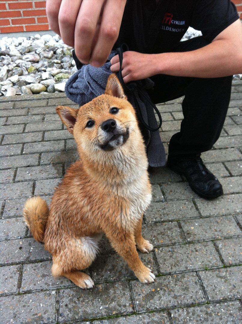 Shiba Max - Efter en tur i svømmehallen... billede 11