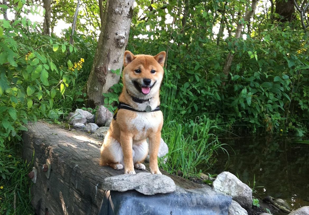 Shiba Max billede 4