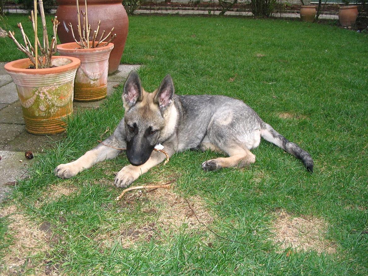 Schæferhund Chica - himmelhund billede 1