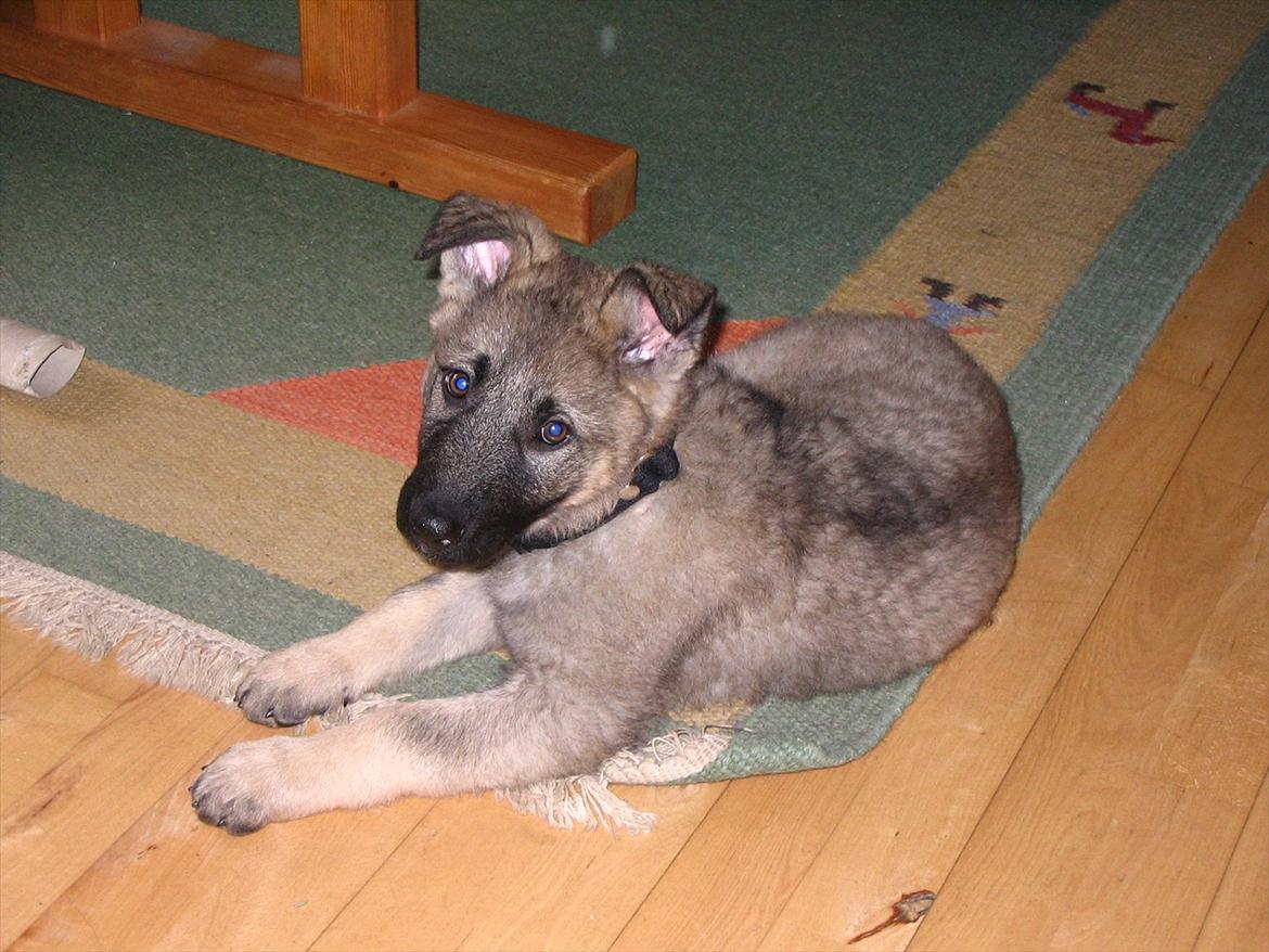 Schæferhund Chica - himmelhund - Lille nuttet hvalp (med syle i munden) billede 2