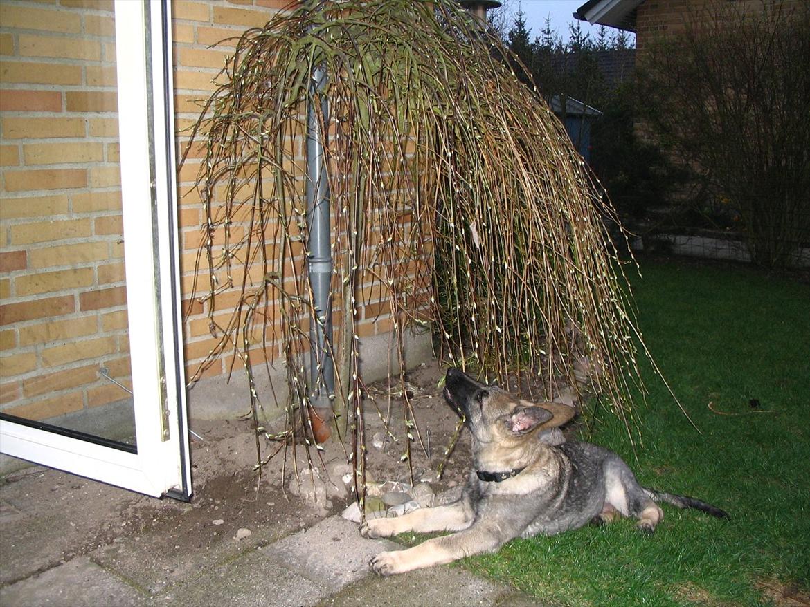 Schæferhund Chica - himmelhund - Jeg må hellere få gjort kål på det træ (hun gravede det faktisk op, da hun blev ældre) billede 3