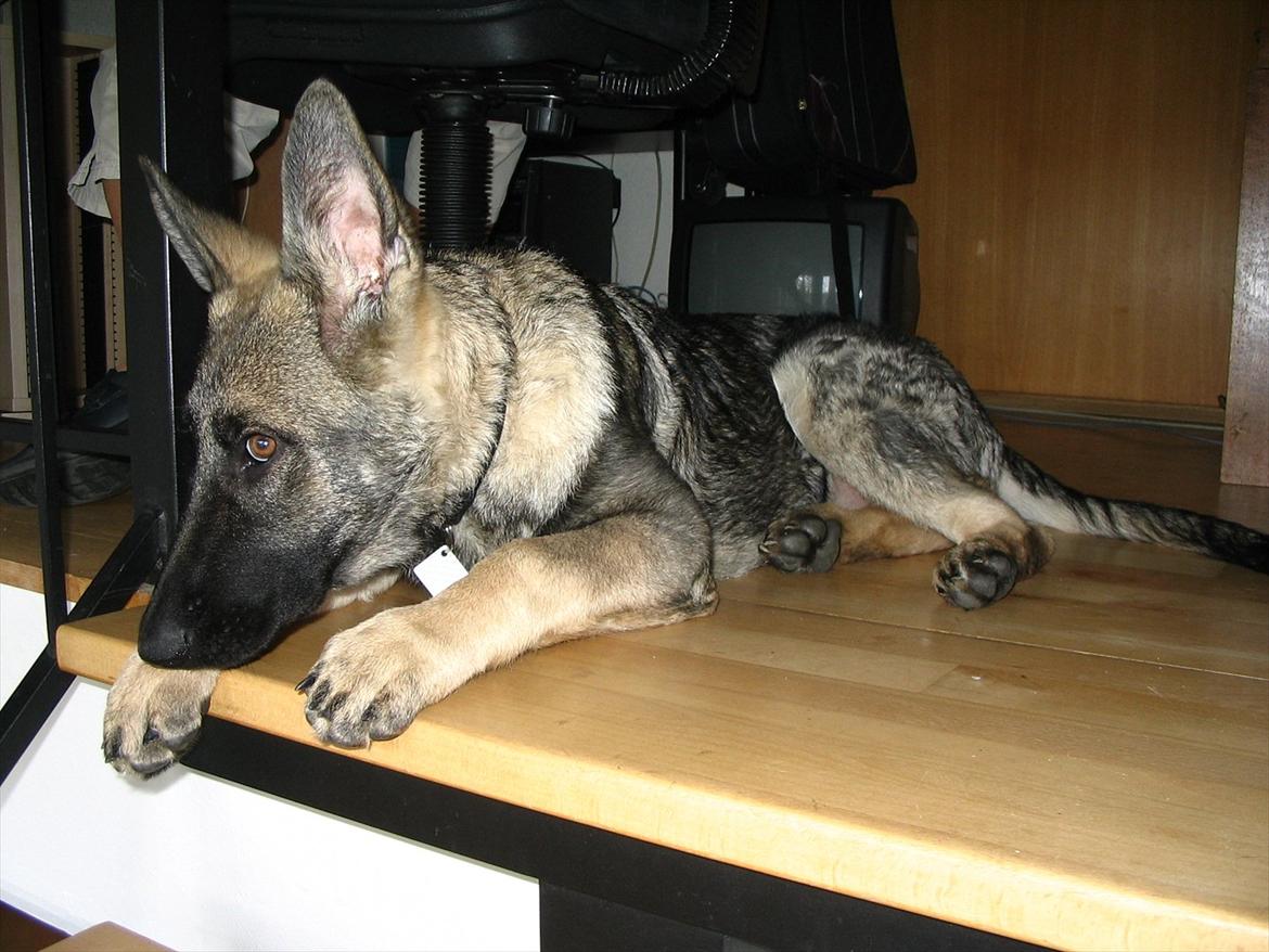 Schæferhund Chica - himmelhund - Altid lige ved siden af mig billede 4