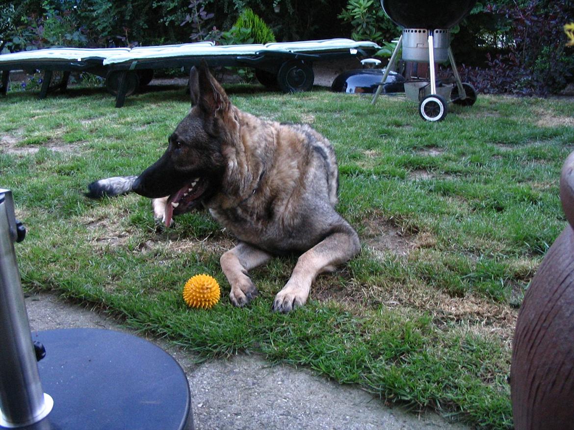 Schæferhund Chica - himmelhund billede 5