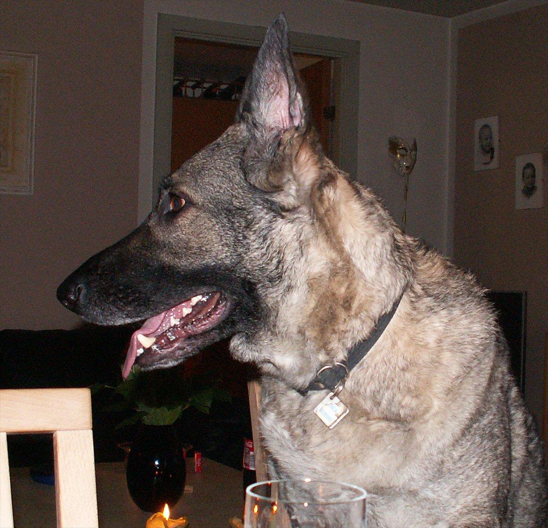 Schæferhund Chica - himmelhund - Er hoppet med til bords  billede 6