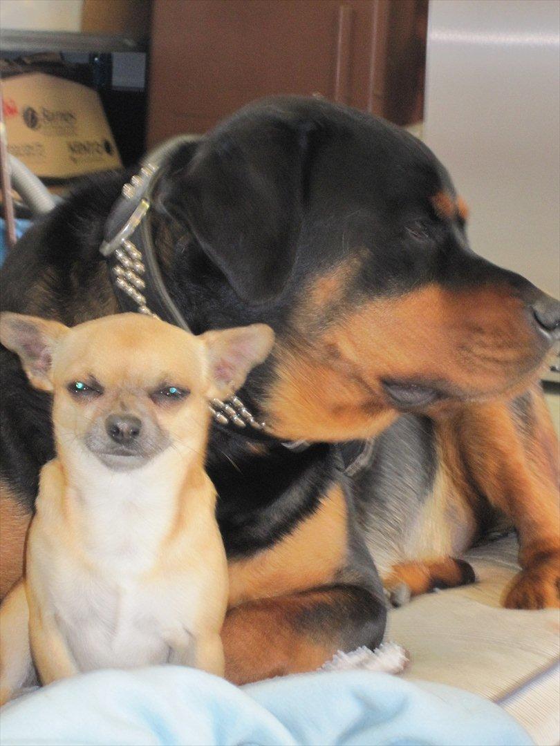 Rottweiler Rambo billede 12