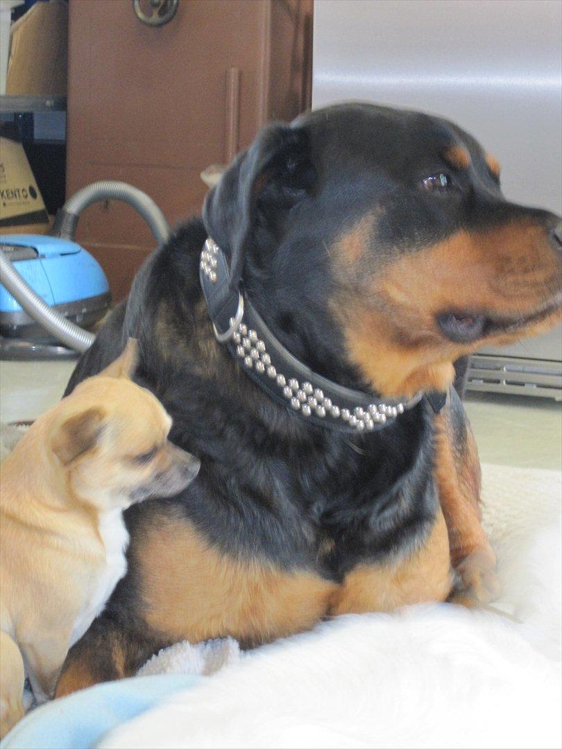 Rottweiler Rambo billede 13