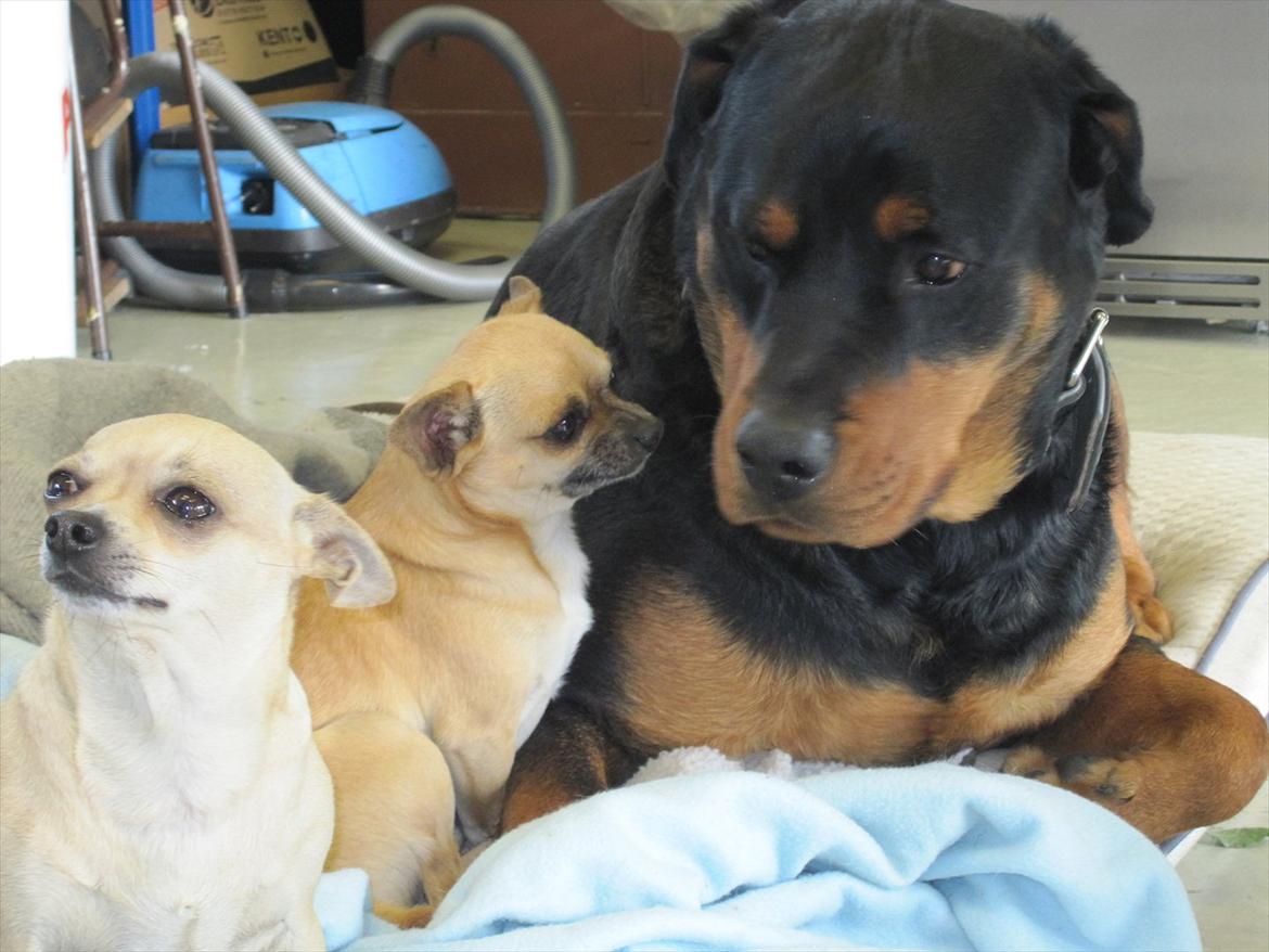 Rottweiler Rambo billede 14