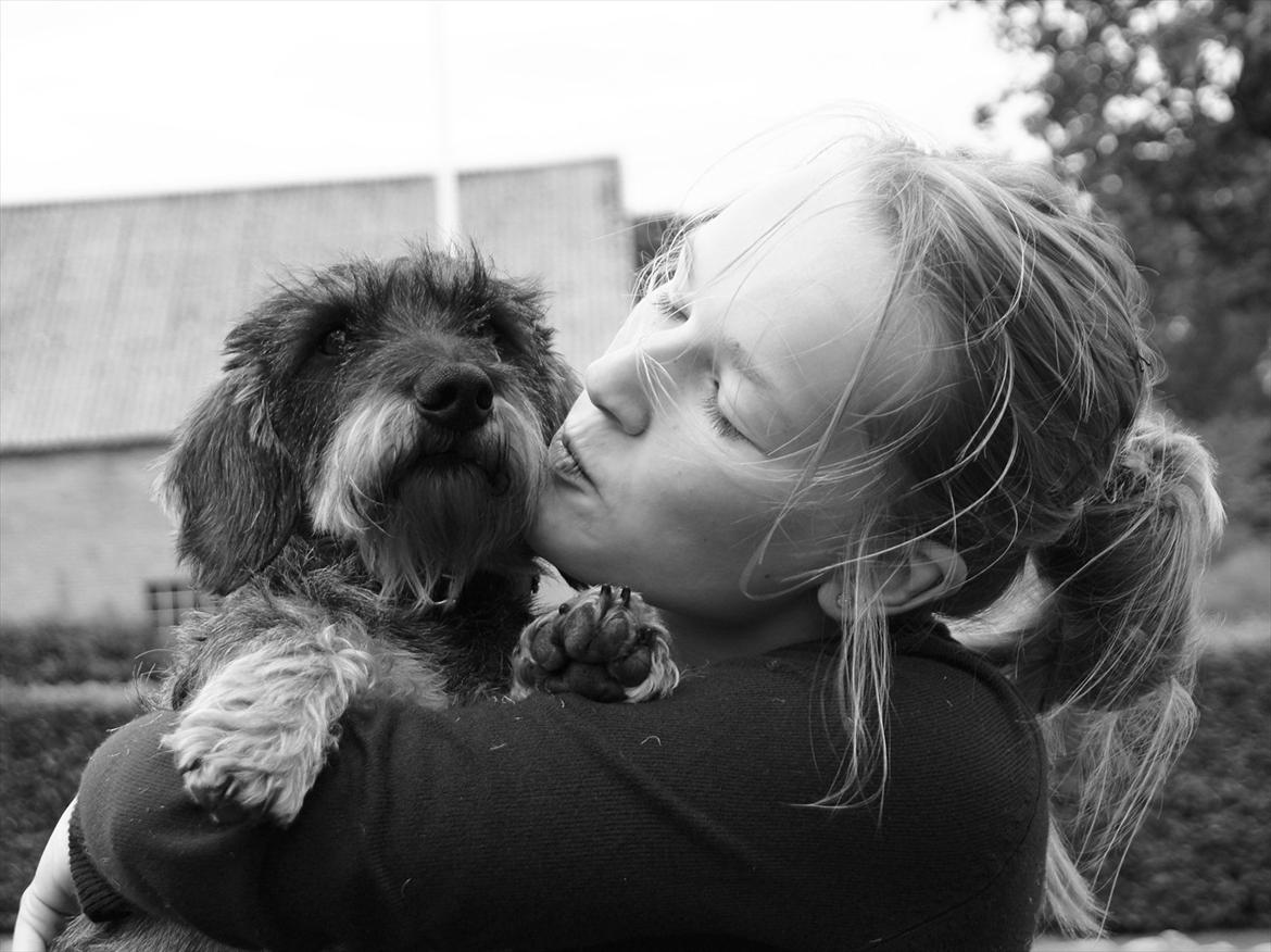 Gravhund Charlie billede 11