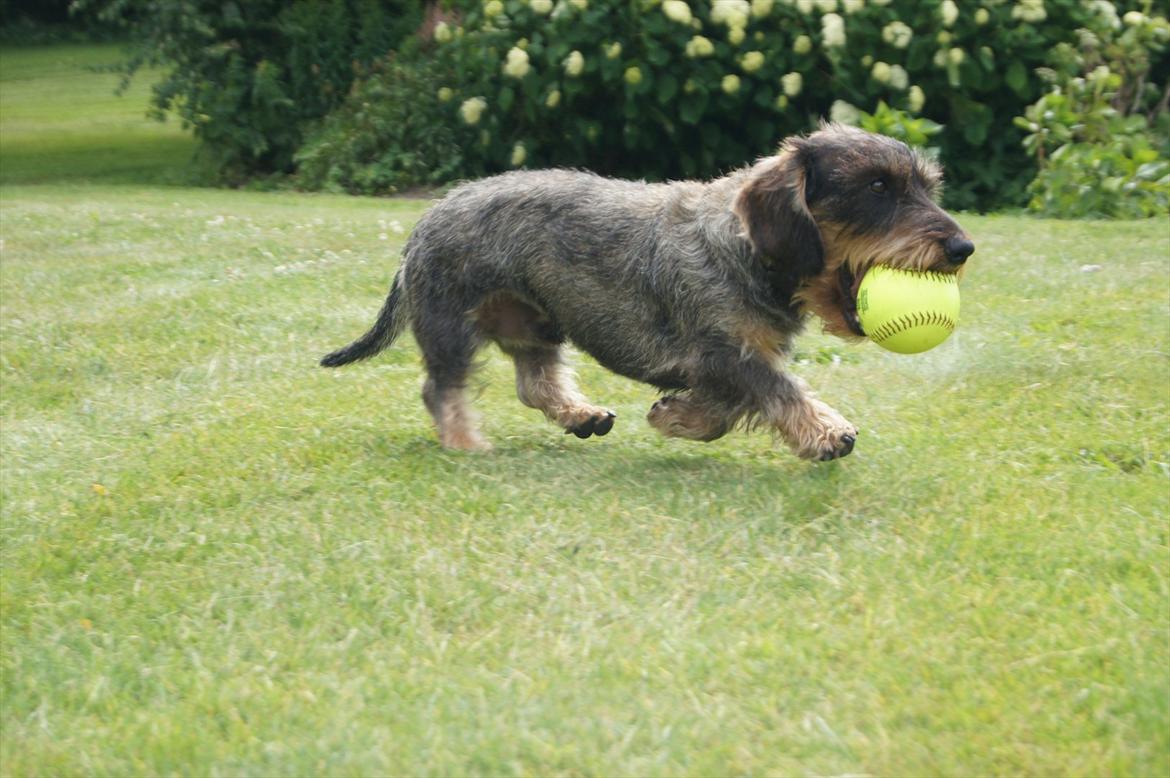 Gravhund Charlie billede 12