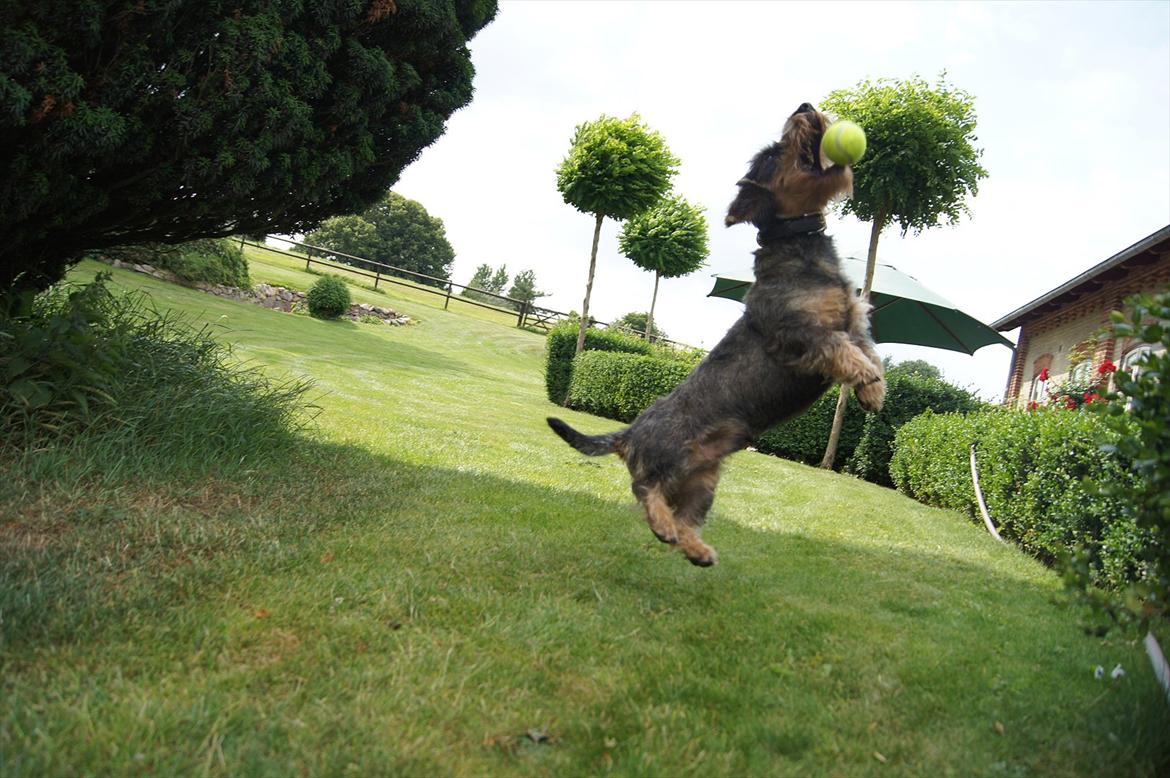 Gravhund Charlie billede 13