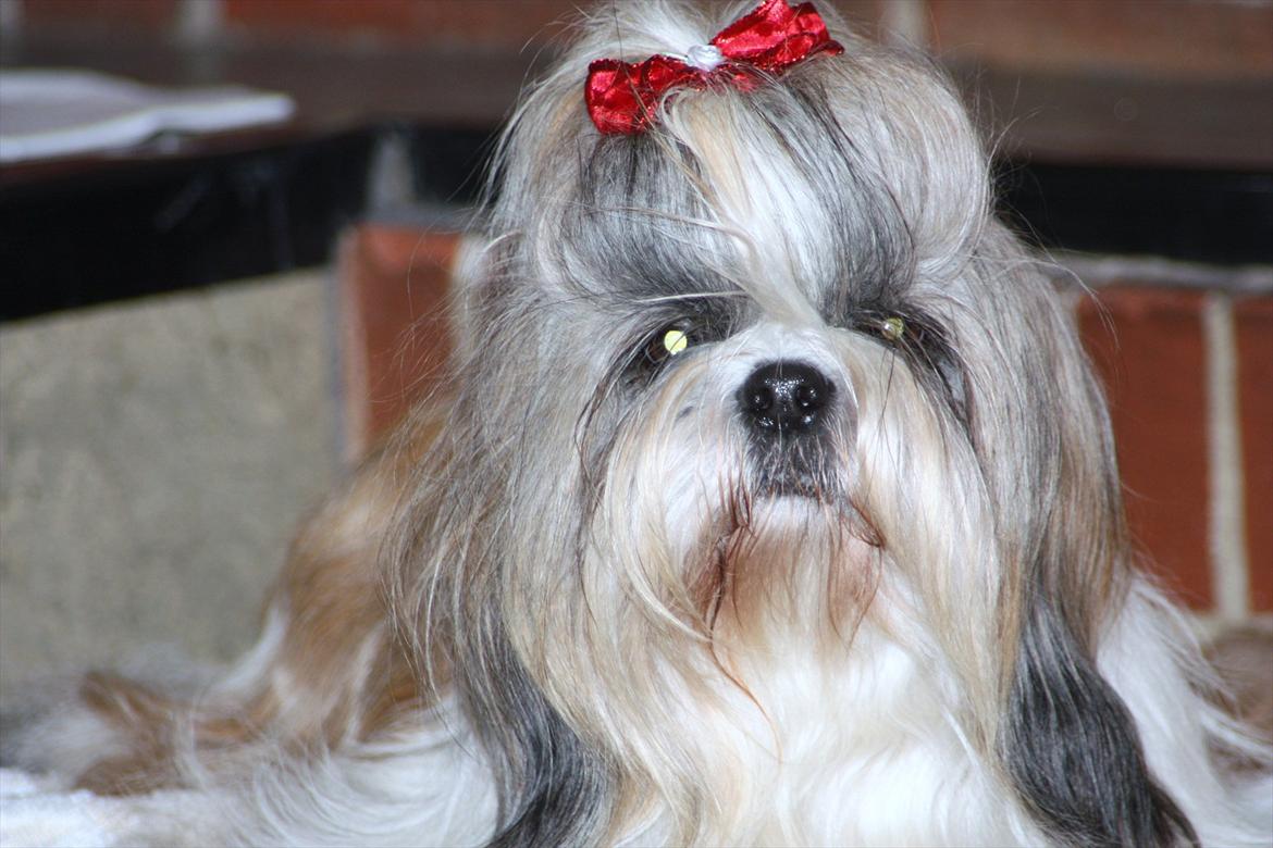 Shih tzu Mingh og Mao og Mitzu - Mitzu Dansk Bronce Champion 2011, og højgravid billede 17