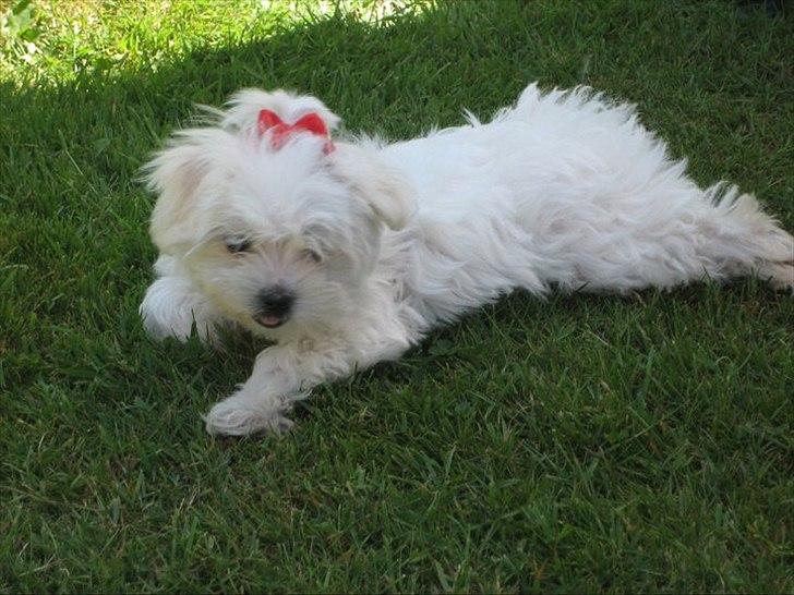 Malteser Silke - Silke 11 uger billede 1