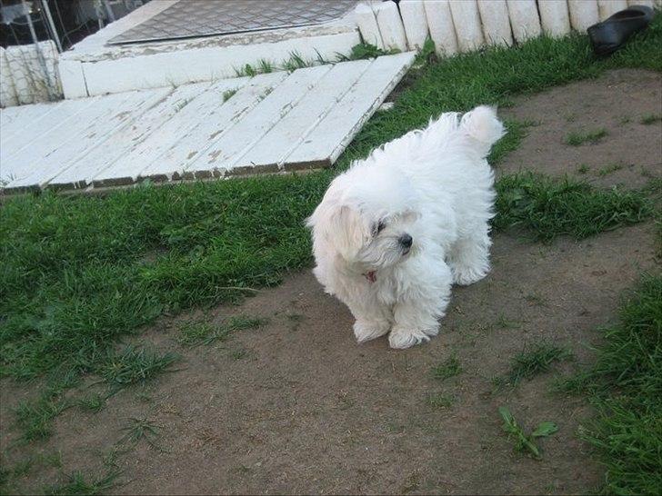 Malteser Silke - Silke 11 uger billede 2