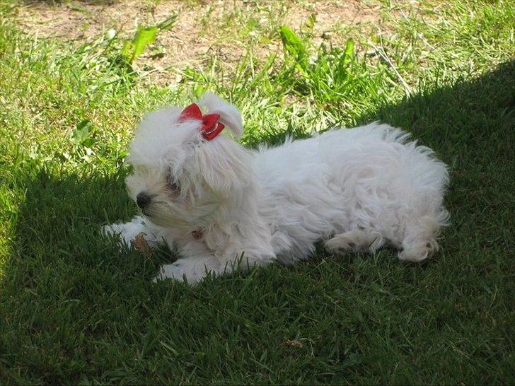 Malteser Silke - Silke 11 uger billede 3