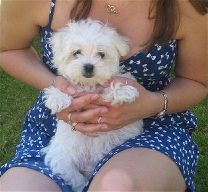 Malteser Silke - Silke 11 uger - er jeg ikke sød billede 4