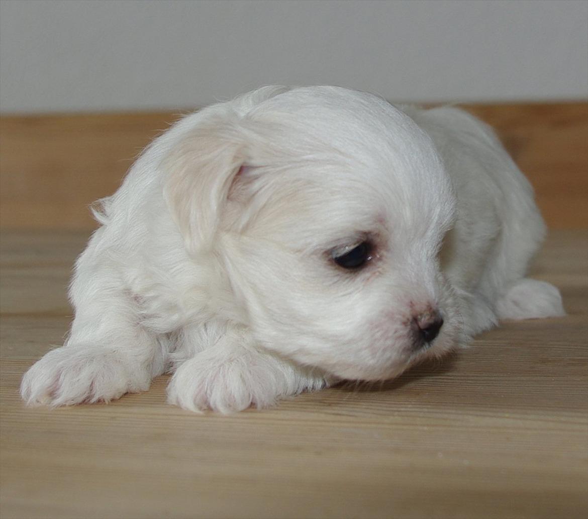Malteser Silke - Silke 6 uger billede 5
