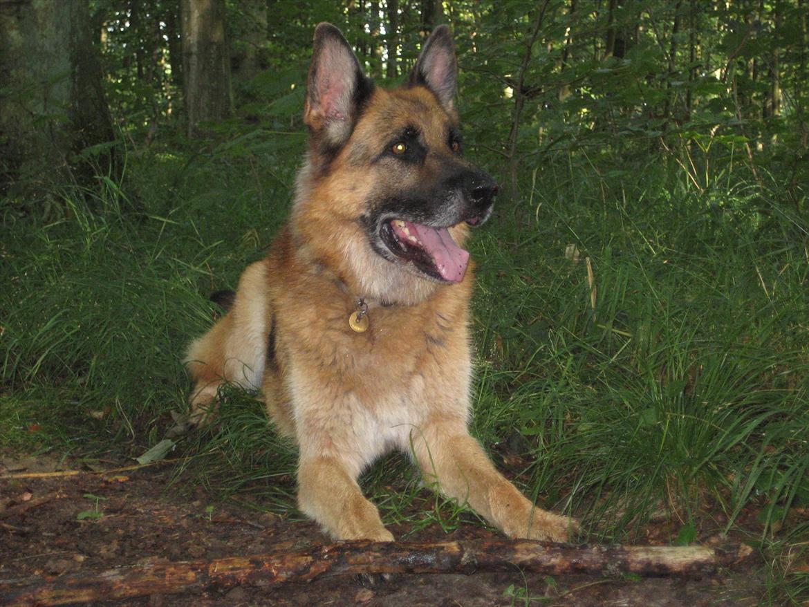 Schæferhund Jeepster - Ja, jeg så nu godt, hvor du kastede den pind hen.... billede 13