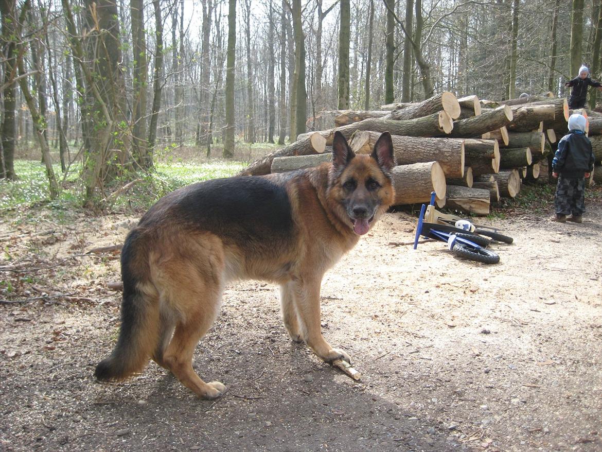 Schæferhund Jeepster - Kommer du? billede 14