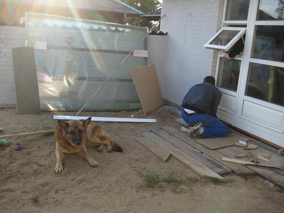 Schæferhund Jeepster - Der blev holdt øje med alt. billede 15