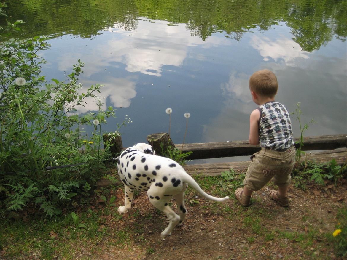 Dalmatiner Freya - Skal vi undersøge det sammen? billede 15